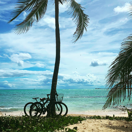 Two bicycles parked in front of a beach, under a tree